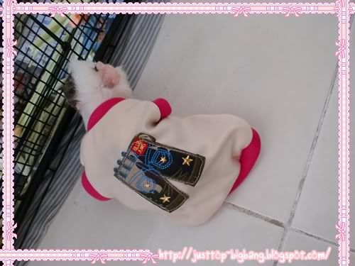 guinea pig wear clothe guinea pig wear clothe