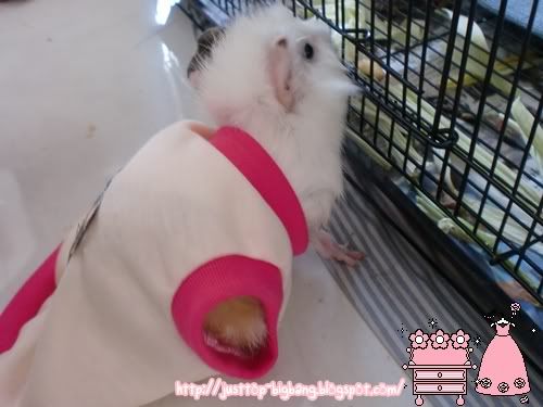 guinea pig cute clothes guinea pig cute clothes