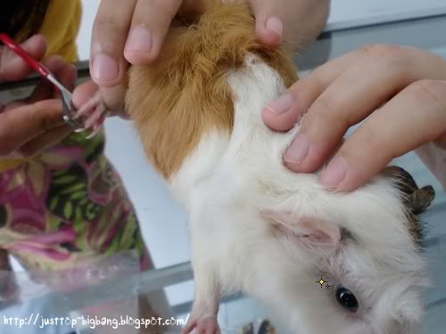 guinea pig cut nails guinea pig cut nails