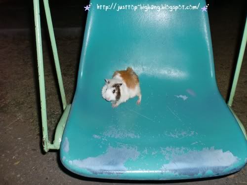 cute guinea pig playing cute guinea pig playing