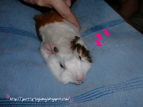 guinea pig sleeping guinea pig sleeping