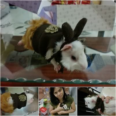 guinea pig bunny ears guinea pig bunny ears