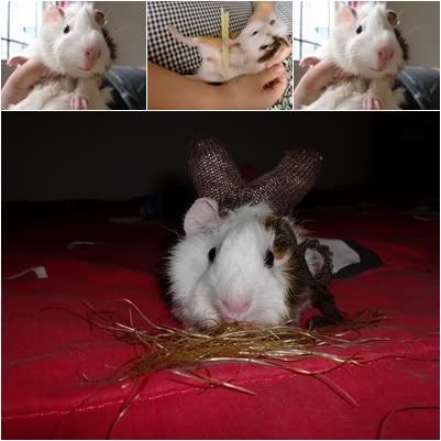 guinea pig bunny ears guinea pig bunny ears