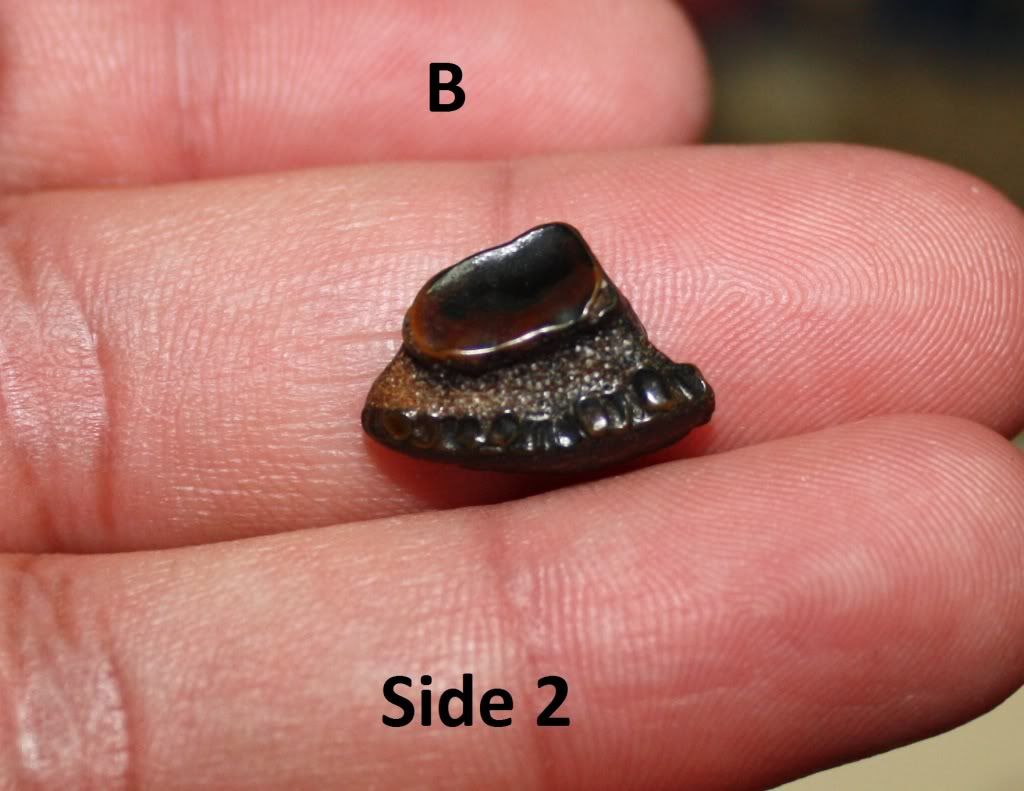 Venice Beach Fossils Group 2 Fossil ID The Fossil Forum