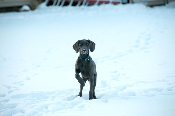  photo Puppies-in-snow-12.jpg
