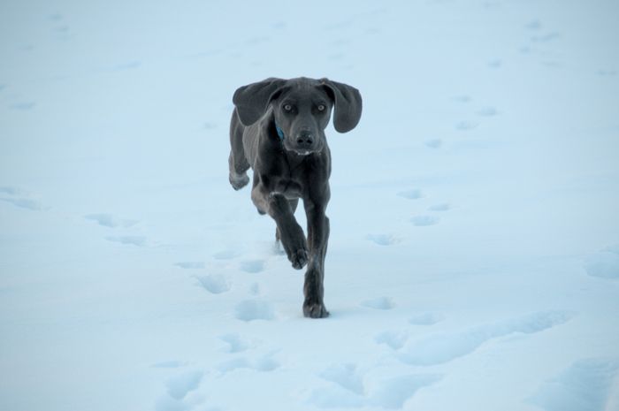  photo Puppies-in-snow-20.jpg