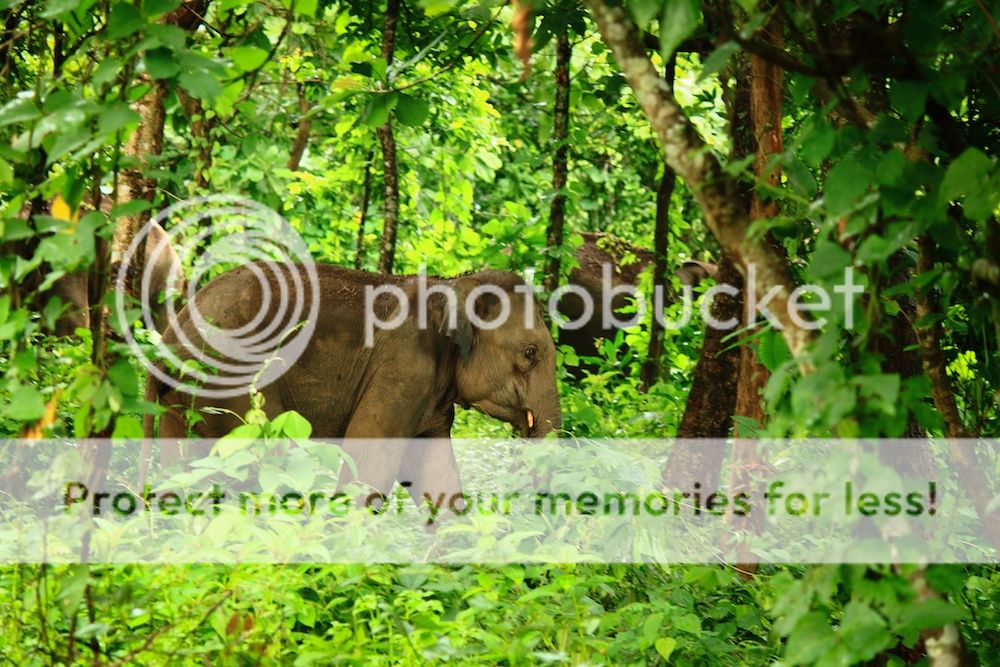 Elephants in Garo Hills, Siju Rewak Corridor, Meghalaya