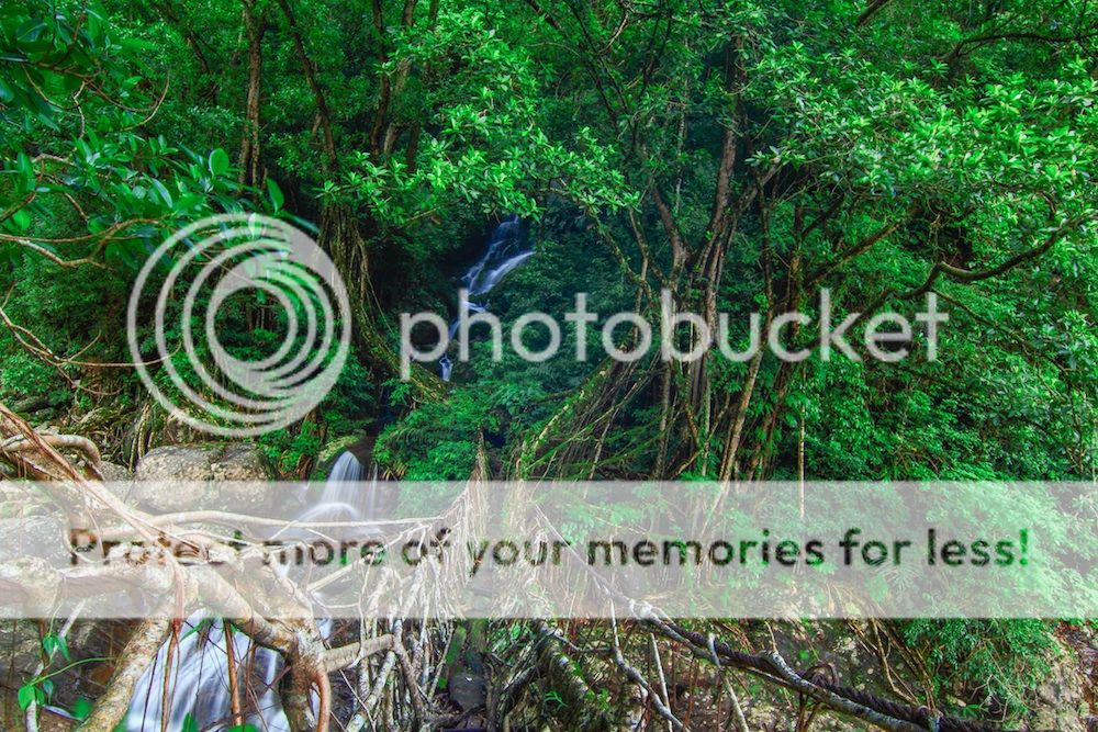 Living Root Bridges of Meghalaya