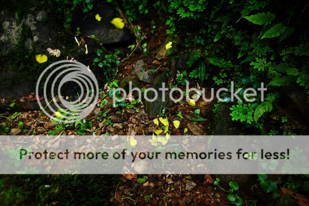 Yellow Butterflies in Meghalaya Forest
