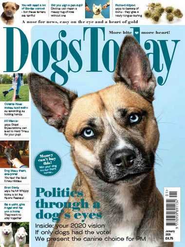 Dogs Today UK