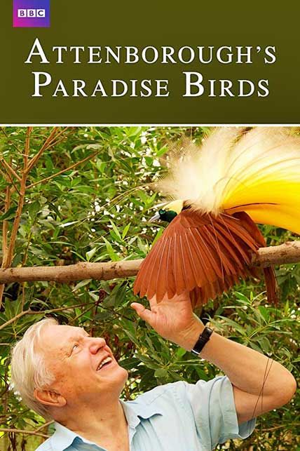 attenboroughs paradise birds