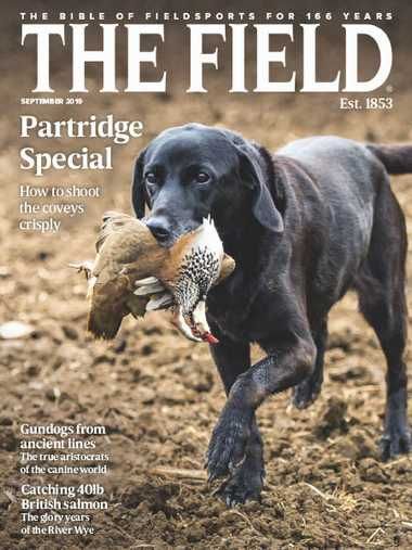 The Field – September 2019