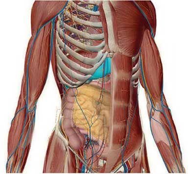 human anatomy atlas 7.4.01 serial