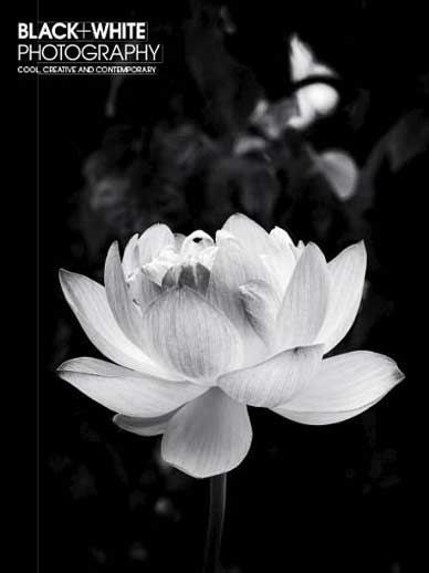 Black + White Photography