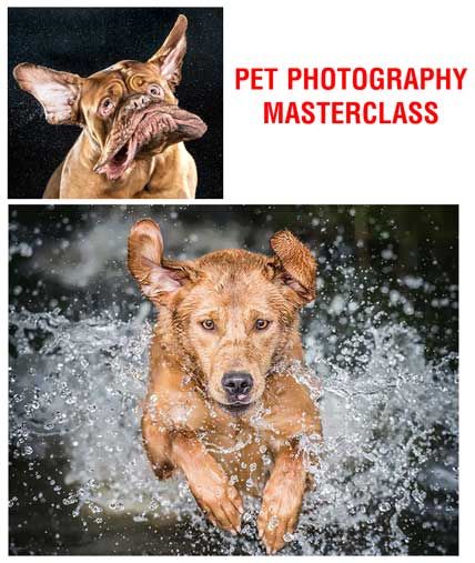 pet photography masterclass