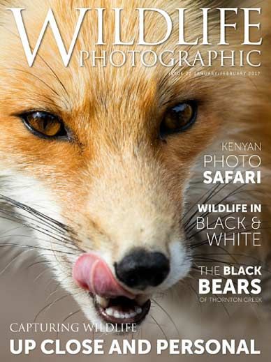 Wildlife Photographic