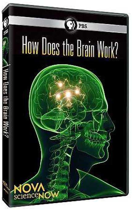 how does the brain work