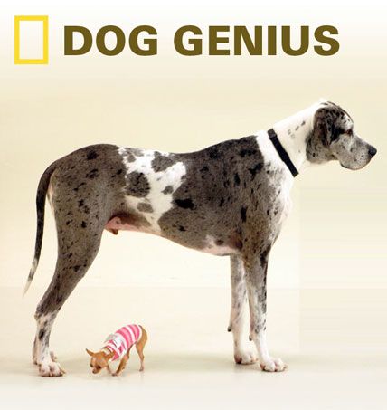dog genius