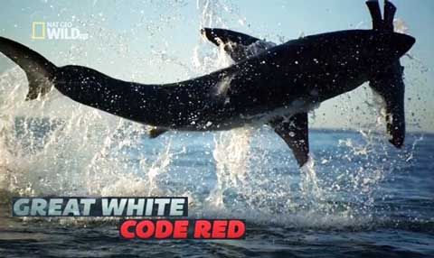 Great White Code Red