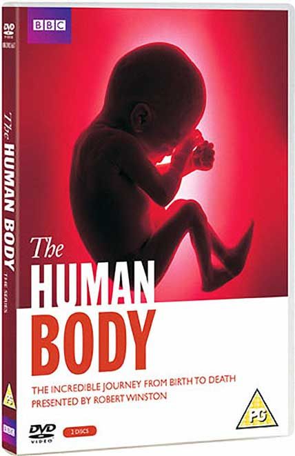 the human body