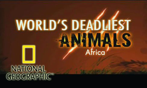 worlds deadliest animals africa