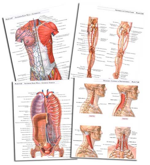 student atlas of anatomy